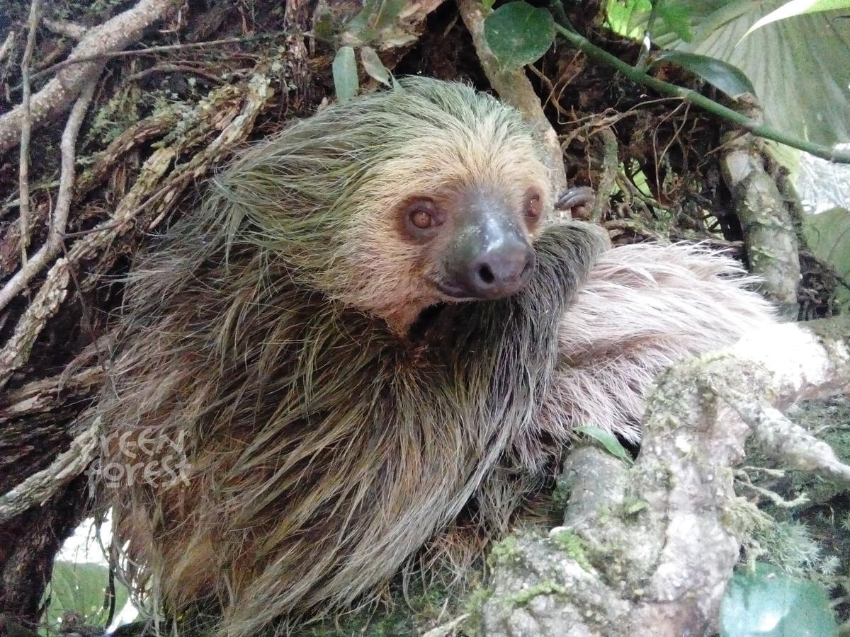 Green Forest Ecolodge Puerto Montufar Екстер'єр фото