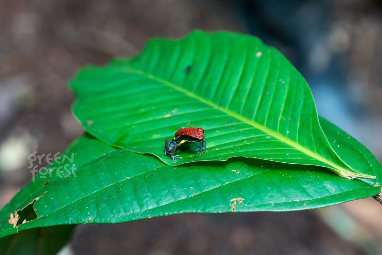 Green Forest Ecolodge Puerto Montufar Екстер'єр фото