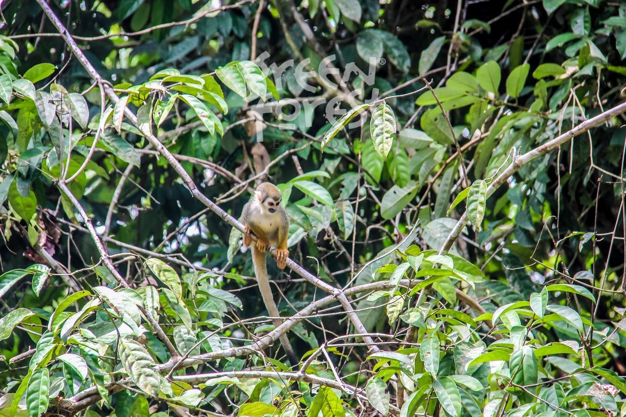 Green Forest Ecolodge Puerto Montufar Екстер'єр фото