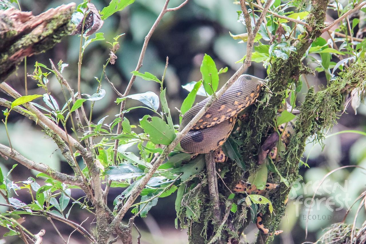 Green Forest Ecolodge Puerto Montufar Екстер'єр фото