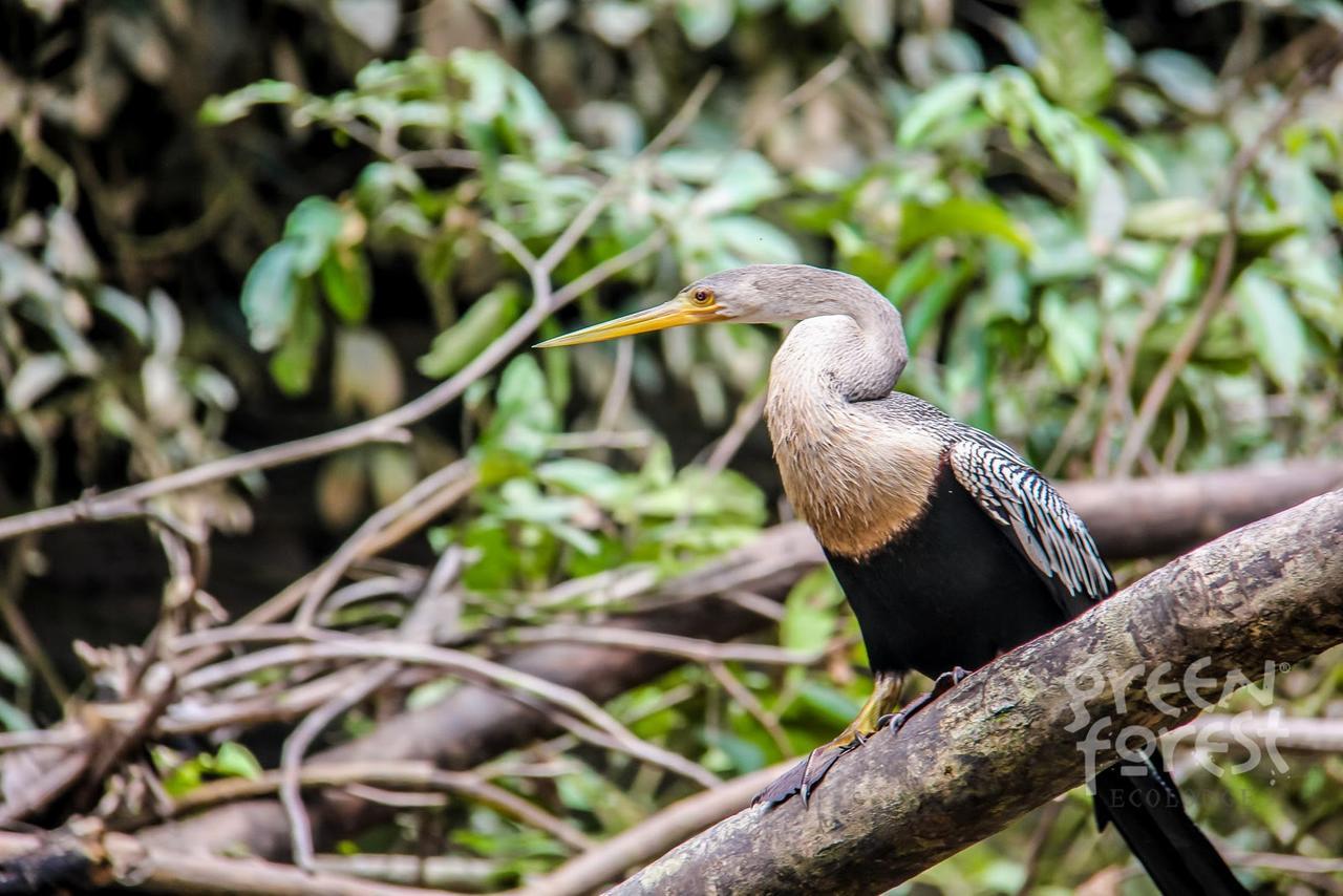 Green Forest Ecolodge Puerto Montufar Екстер'єр фото