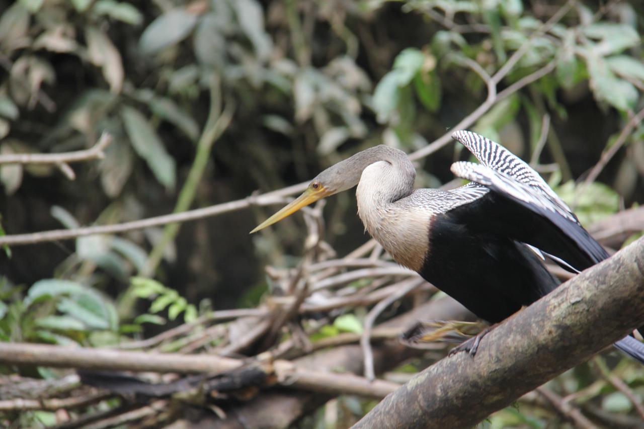 Green Forest Ecolodge Puerto Montufar Екстер'єр фото