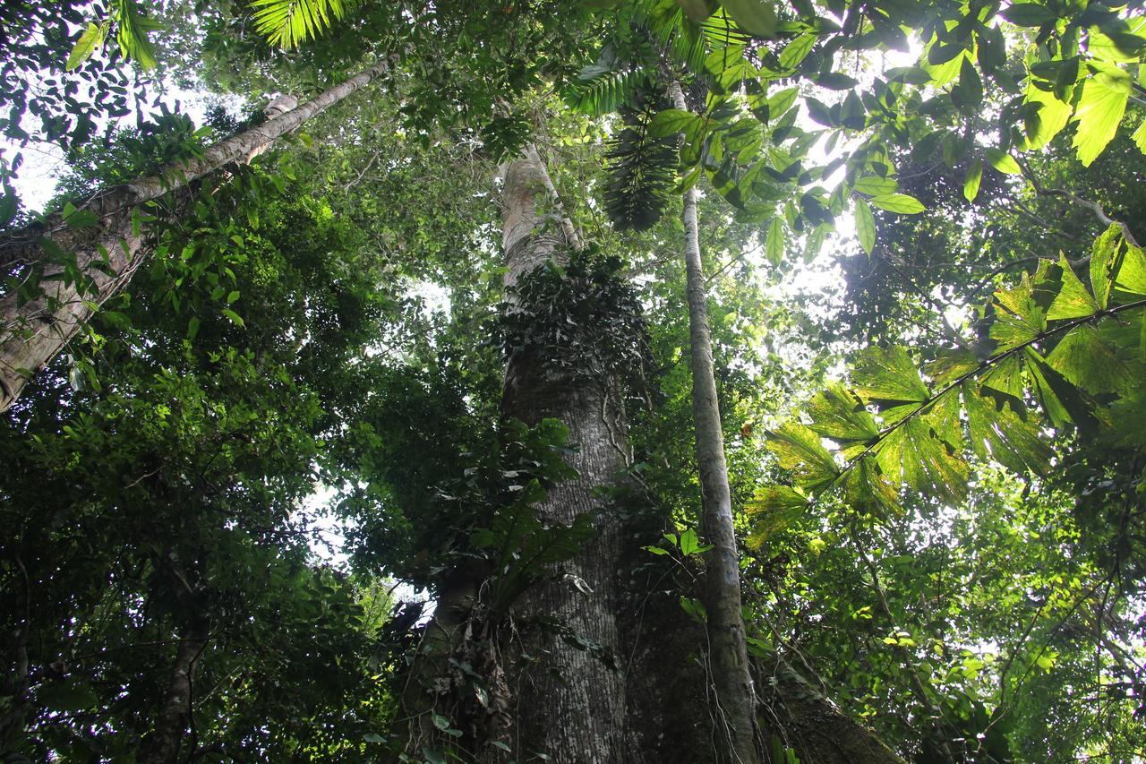 Green Forest Ecolodge Puerto Montufar Екстер'єр фото
