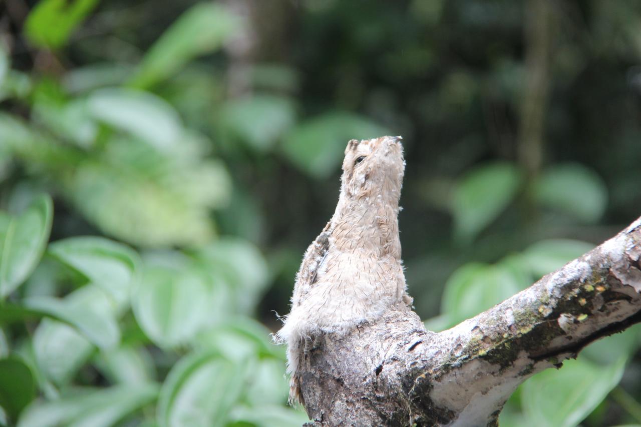 Green Forest Ecolodge Puerto Montufar Екстер'єр фото