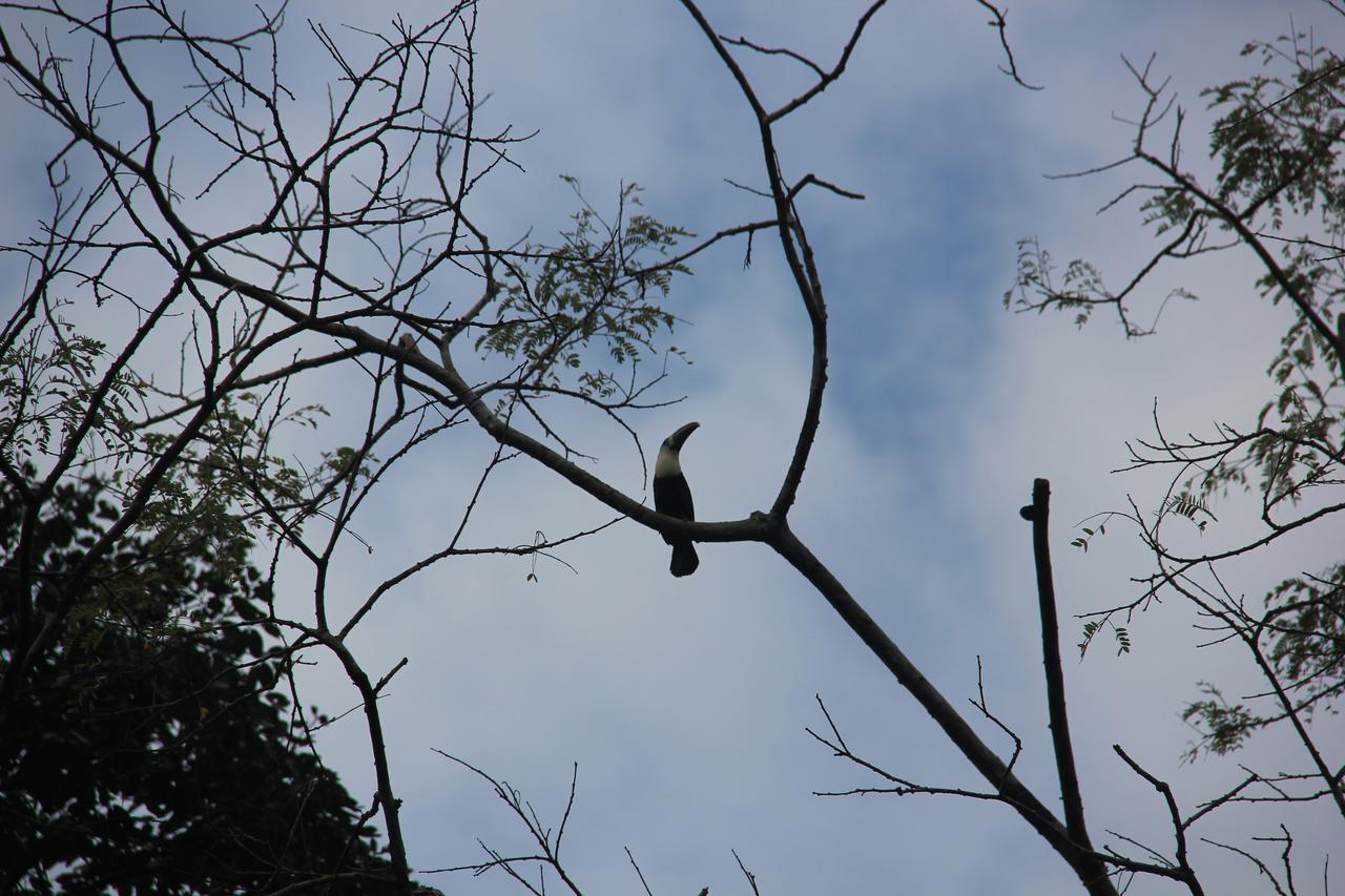 Green Forest Ecolodge Puerto Montufar Екстер'єр фото