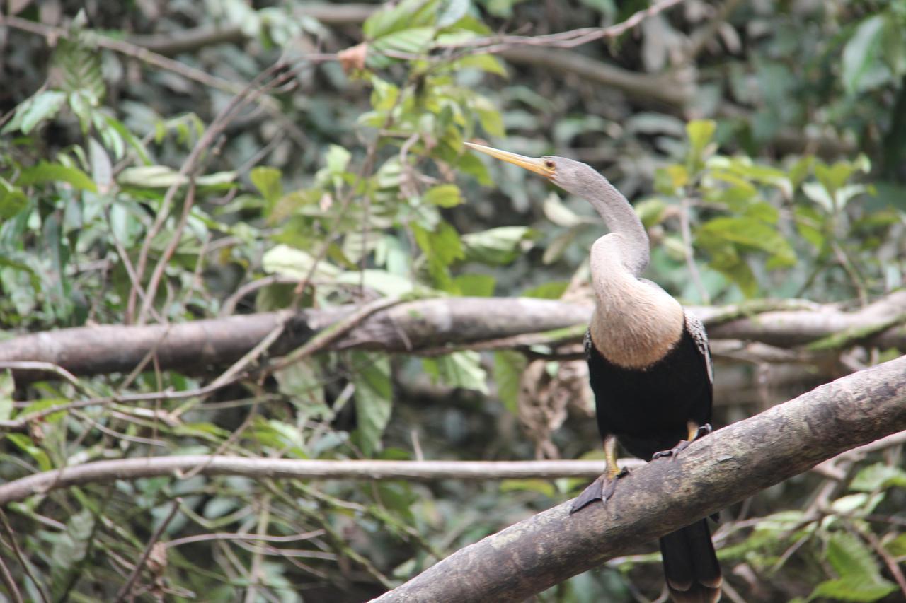 Green Forest Ecolodge Puerto Montufar Екстер'єр фото