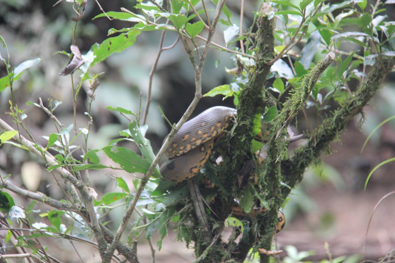 Green Forest Ecolodge Puerto Montufar Екстер'єр фото